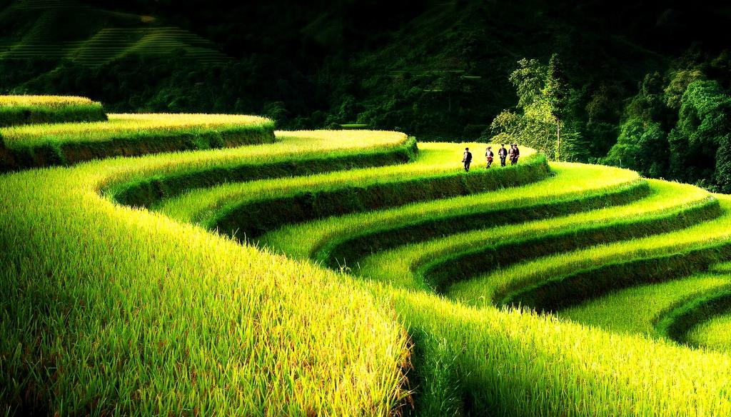 Hoang Su Phi Rice Terraces